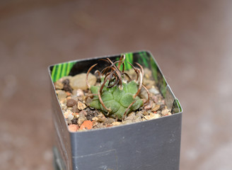 Small potted cactus with thick thorns, turbinicarpus klinkerianus