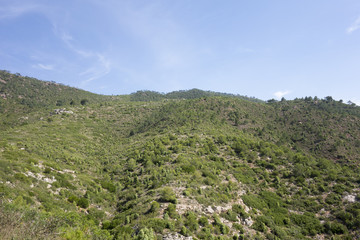 Naklejka premium Through the desert of the palms in castellon, spain