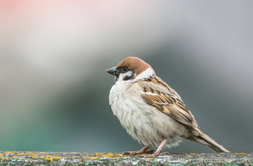 young sparrow on branch