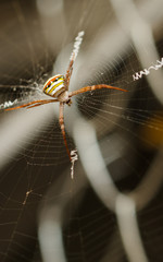Spider waiting on a web.