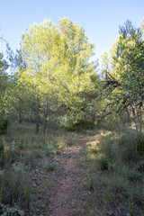 Through the desert of the palms in castellon, spain