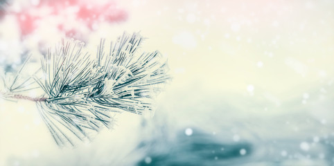 Branch of coniferous tree : cedar or fir covered with hoarfrost and snow at winter day background....