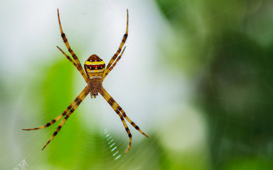 Spider waiting on a web.