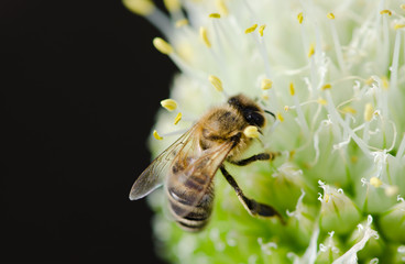 Bee on onion flower