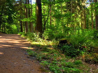 Waldweg im Sommer