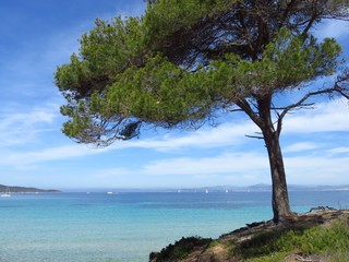 Porquerolles, pin parasol au bord de la mer (France)
