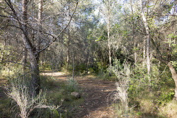 Through the desert of the palms in castellon, spain