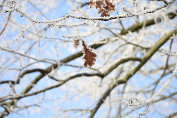 Oszroniony liść © Wiktoria