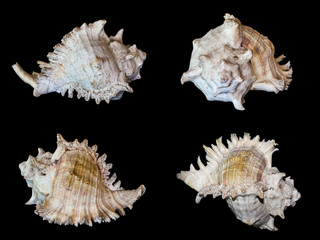 sea shells isolated