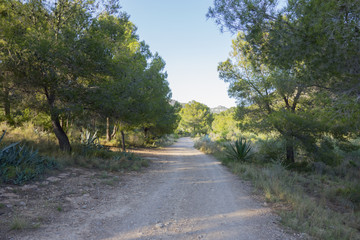 Obraz premium Through the desert of the palms in castellon, spain