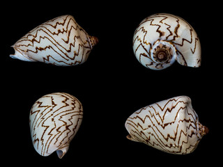sea shells isolated