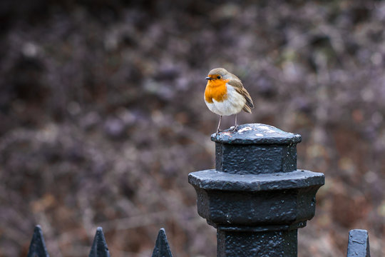 Robin