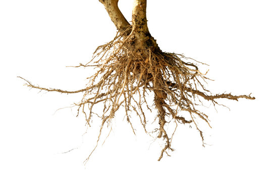 bare dead root tree isolated