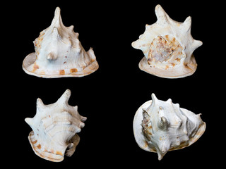 Obraz na płótnie Canvas sea shells isolated