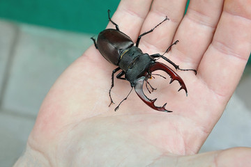 Big beetle deer sits in his hand