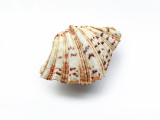 Seashell isolated on white background