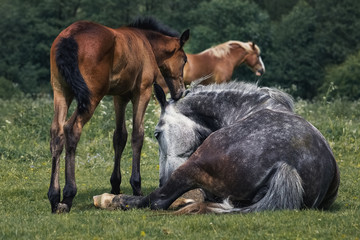 Horse rests with a foal in a meadow