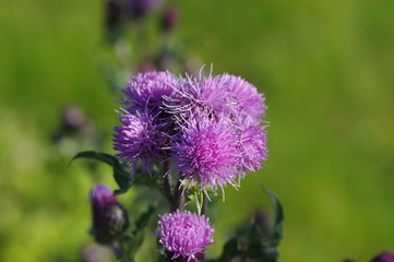 Flower of Scotland 