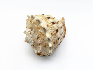 Fototapeta premium Seashell isolated on white background