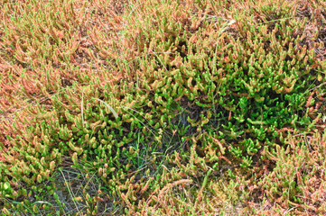 Pflanzenwildnis in den Dünen der deutschen Nordseeküste an einem sonnigen Tag im Frühling

