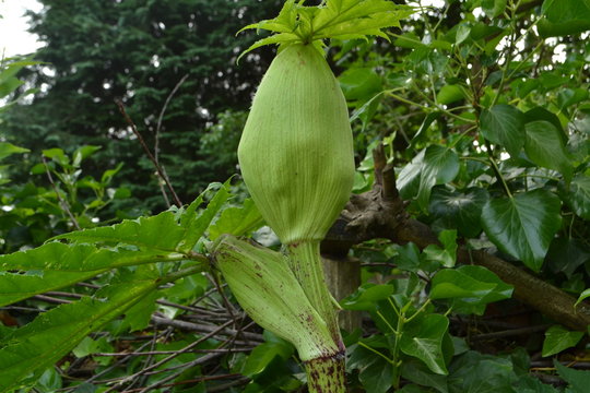 de knop van de bloem van de reuze berenklauw in de Kruisbergse bossen