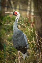 White-naped crane