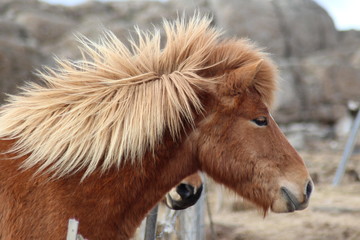 Fototapeta premium Islandponys
