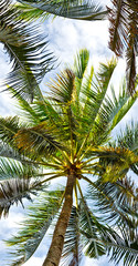Fototapeta na wymiar palm leaf and branch view from down