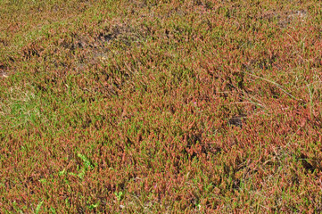 Pflanzenwildnis in den Dünen der deutschen Nordseeküste an einem sonnigen Tag im Frühling

