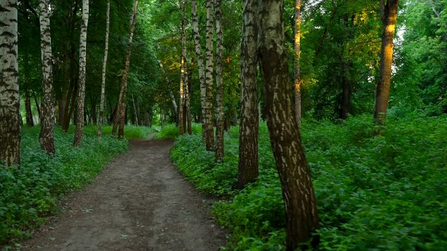 Everning in the wood. Sun's rays pass through the trees
