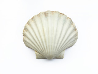 Seashell isolated on white background