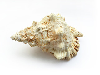 Seashell isolated on white background