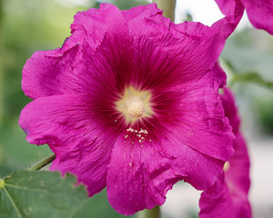 Close up of pink Hollyhock, Alcea rosea blossom wild flower