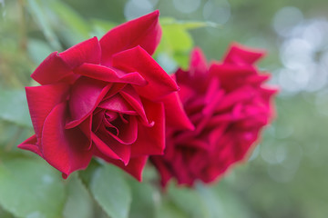 Red Wild Rose - Beautiful flower plant rosa