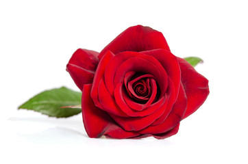 bud of red rose