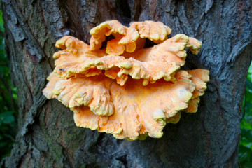 Tree fungus, very tasty and popular mushroom