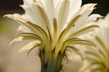 freshly bloomed cactus from the garden at home