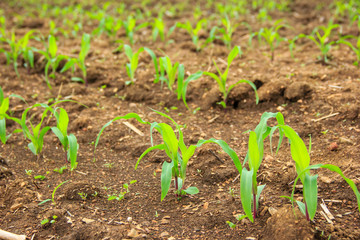 landscape with a field of young corn