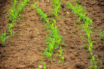 landscape with a field of young corn