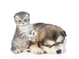 Obraz premium Funny kitten playing with a sleeping puppy. isolated on white background