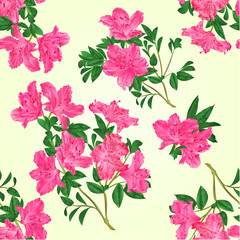 Seamless texture pink rhododendron twig with flowers and leaves mountain shrub vintage vector illustration hand draw