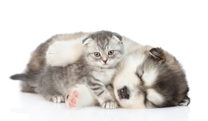 Kitten near the sleeping puppy. isolated on white background
