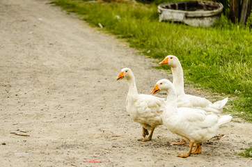 Geese in the natural environment © caocao191