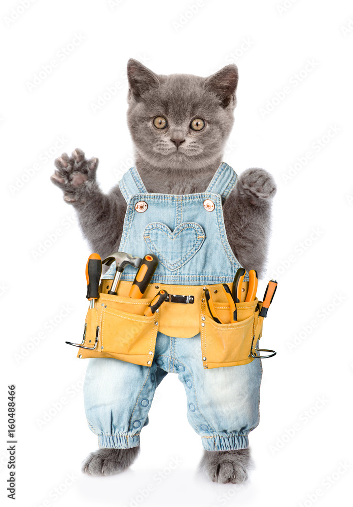 Poster funny cat worker with toolbelt. isolated on white background