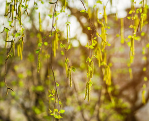 Birch branches with catkins. Spring blossom tree birch with young green leaves on twigs. Beginning of new life. A lot of birch catkins and small leaves. Sunny spring background under the bright sun.