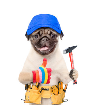 Funny dog worker with toolbelt and hammer showing thumbs up. Isolated on white background