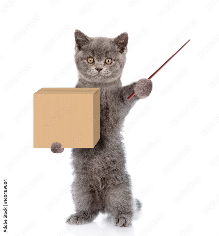 Poster Funny cat holding a pointing stick and big package. isolated on white background