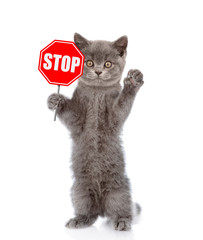 Cat holding stop sign. Isolated on white background