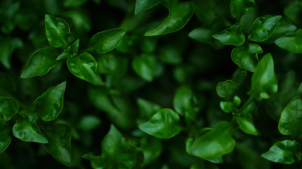 Fototapeta na wymiar green leaves texture fresh nature background deep focus