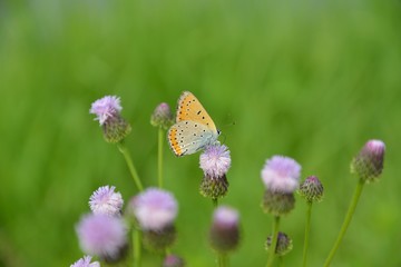 butterfly 7
